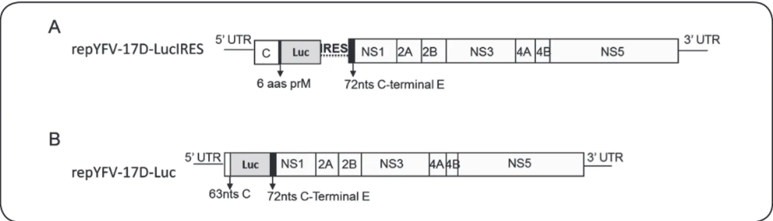 FIGURE 2: Schematic representation of the repYFV-17D-LucIRES and repYFV-17D-Luc replicons