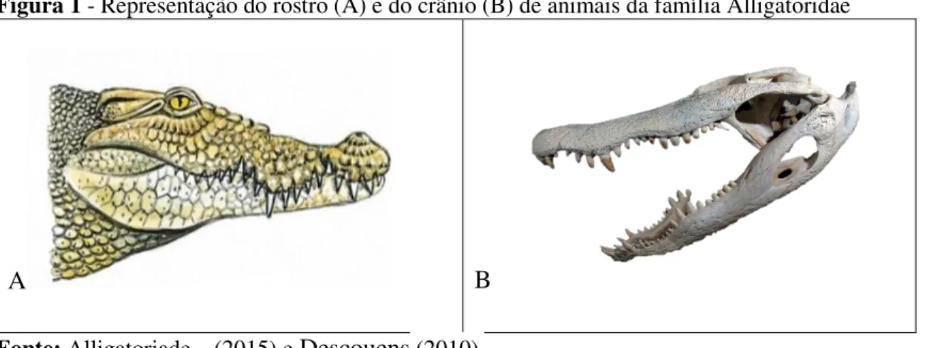Figura 1 - Representação do rostro (A) e do crânio (B) de animais da família Alligatoridae    