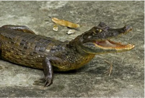 Figura 5 - Caiman crocodilus adulto 