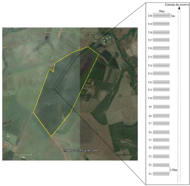 Figura  1:  Vista  aérea  do  CCPIU,  Uberlândia,  MG.  A  área  destacada  em  amarelo  consiste  no  fragmento  de  Cerrado  onde  foi  realizado  o  estudo  (fonte:  Google  Earth)