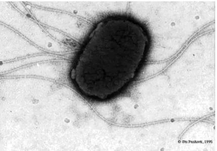 Figura 2: Salmonella enterica sorotipo Typhi (BRASIL, 2008). 