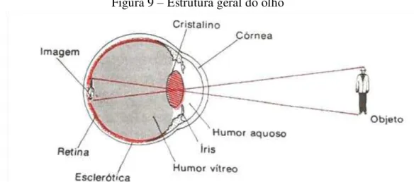 Figura 9 – Estrutura geral do olho 