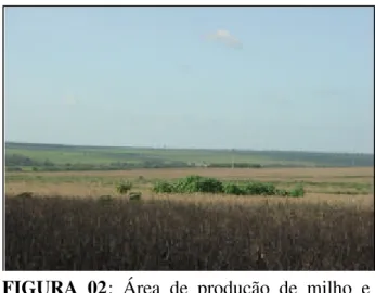 FIGURA 02: Área de produção de milho e  pastagem na fazenda A, em Paragominas (PA). 
