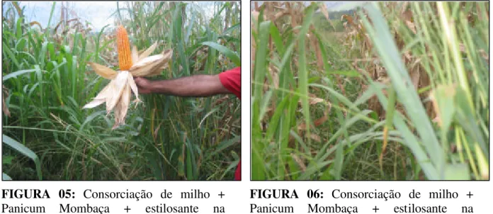 FIGURA 05: Consorciação de  milho +  Panicum Mombaça  + estilosante na  fazenda A, em Paragominas (PA)