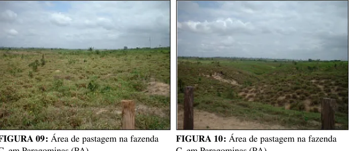 FIGURA 09: Área de pastagem na fazenda  C, em Paragominas (PA). 