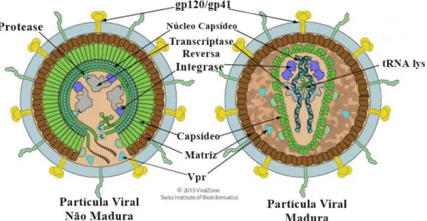Fig.  3  Representação  estrutural  do  Vírus  da  Imunodeficiência  Humana  –  HIV. 