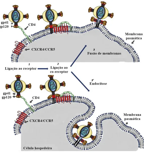 Fig. 4 Entrada do HIV na célula hospedeira. O esquema representa a ligação Env  – CD4/CXCR4-CCR5  responsável  por  mediar  a  entrada  do  vírus  por  meio  de fusão de membranas ou por endocitose