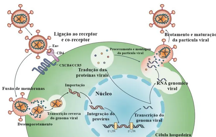 Fig. 5 Ciclo Replicativo do HIV-1. Representação da partícula viral, desde sua interação com  o receptor e co-receptor celular; fusão de membranas; desempacotamento; transcrição reversa;