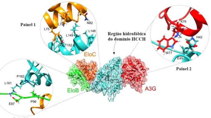 Fig.  6  Montagem  do  Complexo  Vif-EloBC-A3G.  O  primeiro  painel  mostra  a  interação  dos  resíduos  de  aminoácidos  do  motivo  BC-Box  da  Vif  (em  ciano)  com  EloC  (em  laranja);  o  segundo, na região N-terminal, mostra a interação de Vif, vi
