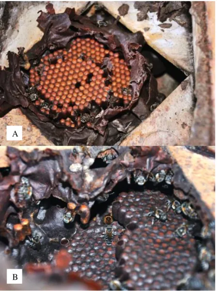 Figura 3: (A) Favos de cria velhos, de coloração clara; (B) Favos de cria mais novos, de  coloração mais escura