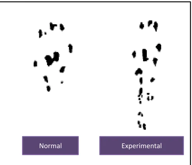 Figura 3. Diferenças no padrão de pegadas durante a marcha livre de um animal sadio  (normal) e com lesão tendínea em fase inicial (experimental)