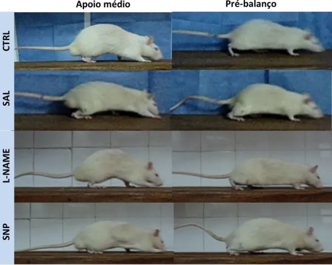 Figura 10. Frames representativos da  marcha  de ratos submetidos à ruptura cirúrgica  do  tendão  de  Aquiles  direito