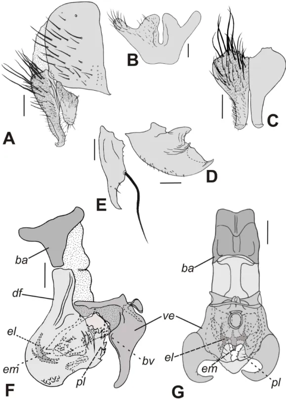 Figura  7. Nephochaetopteryx  molinai  Lopes,  1942,  terminália  do  macho.  A.  Epândrio,  cercos e surstilo, vista lateral