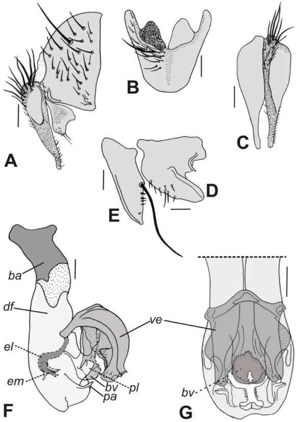 Figura 9. Nephochaetopteryx  biculcita Dodge, 1968, terminália do macho. A. Epândrio,  cercos e surstilo, vista lateral