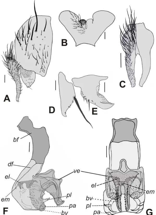 Figura 21. Nephochaetopteryx  utinguensis Tibana &amp; Hime, 1985, terminália do macho