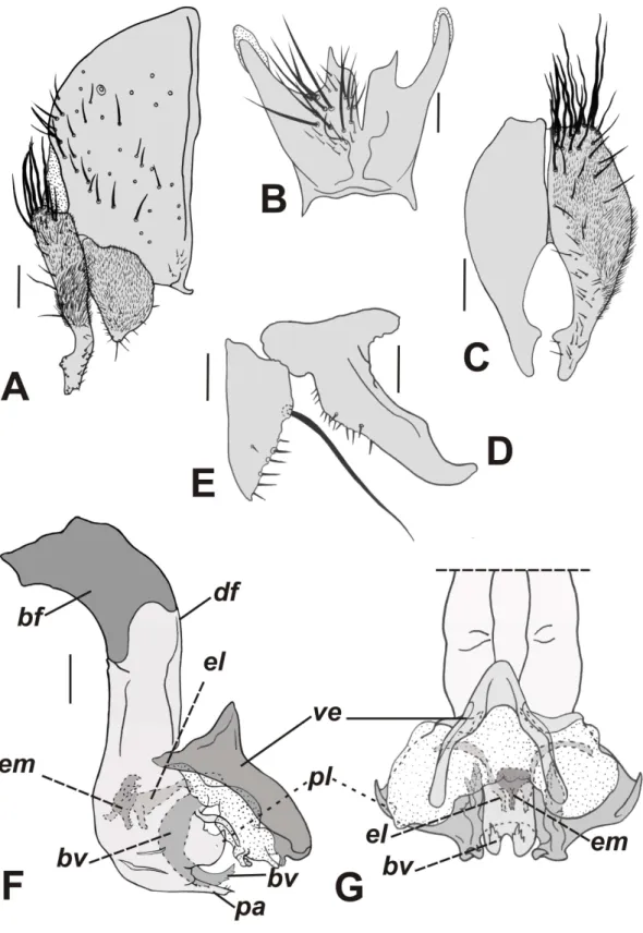 Figura  23.  Nephochaetopteryx  sp.  nov.  2,  terminália  do  macho.  A.  Epândrio,  cercos  e  surstilo,  vista  lateral