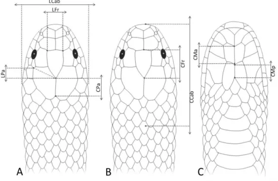 Figura  4.  Desenhos  esquemáticos  indicando  pontos  de  aferições  das  escamas  cefálicas  em  vista dorsal (A, B) e ventral (C)
