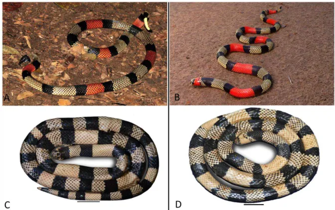 Figura 6. Padrão de desenho e coloração, em vida, de (A) Micrurus spixii (Foto: Reanto Gaia)  e  (B)  Micrurus  obscurus  (Foto:  Jaime  Culebras)  e  preservado  de  (C)  M