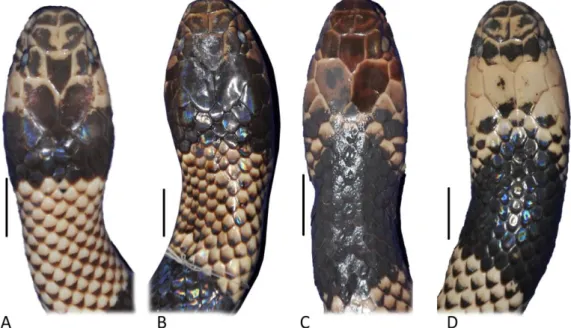 Figura 7. Padrão de desenho e coloração cefálica preservada, indicando a variação melânica  de alguns espécimes