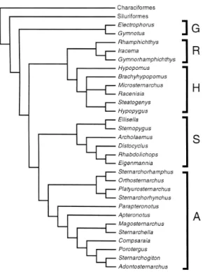 Figura 2. Cladograma de consenso estrito dos gêneros de Gymnotiformes. G,  Gymnotidae; R, Rhamphichthyidae; H, Hypopomidae; S, Sternopygidae; A,  Apteronotidae (Albert, 2005)