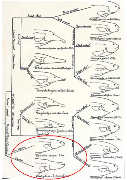 Figura 3. Árvore apresentada por Ellis (1913) agrupando Gymnotus e Electrophorus. 