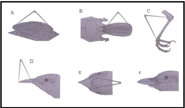 Figura 4 – Caracteres morfométricos analisados: A – comprimento da asa; B – Comprimento da  cauda; C – comprimento do tarso; D – comprimento do bico; E – largura do bico; F – altura do  bico