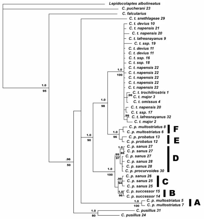 Figura 6 – Filogenia do gênero Campylorhamphus com base no gene mitocondrial Citocromo b  e estimada por inferência Bayesiana (ver texto)