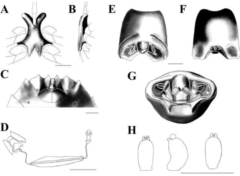 Figura  4.  Ascra  cordifera  (Walker,  1868).  A:  Processo  metasternal,  vista  ventral