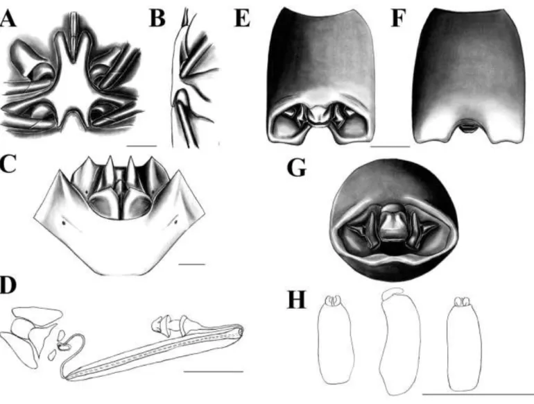 Figura 15. Ascra sp. n. 6. A: Processo metasternal, vista ventral. B: Processo metasternal, vista lateral