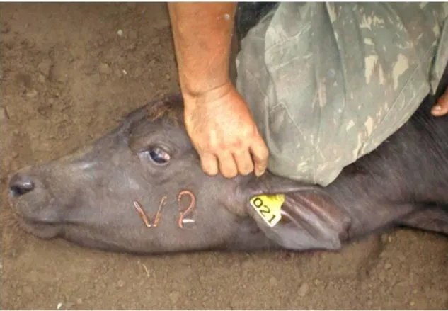 Figura 4. Marcação a ferro na face esquerda após vacinação B19 e identificação dos animais com brincos 