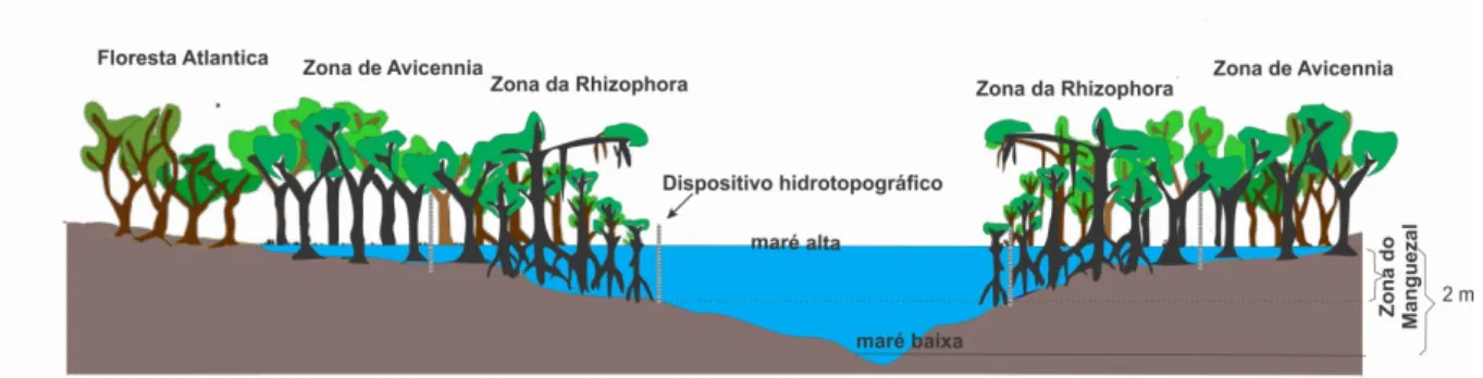 Figura 5- Dispositivos de medidas da topografia do manguezal de acordo com a maré alta e baixa