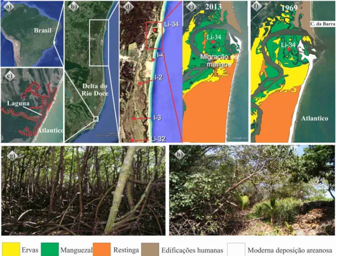Figura 7- (a, b) Localização do delta do Rio Doce; (c) lago próximo a foz do Rio Doce; (d) localização  do testemunho LI-34; (e, f) mudança decadal da área de manguezal; (g) vegetação de manguezal; e (h)  contato entre manguezal e restinga/planície herbáce