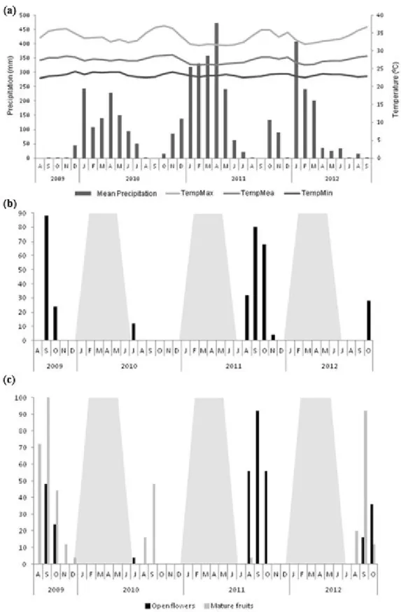 Figure 2. Climatic data and reproductive phenology of Mauritia flexuosa between August, 2009, and October, 2012, in  Barreirinhas, Maranhão (Brazil): (a) mean monthly temperature and precipitation; (b) percentage of staminate individuals  with open flowers