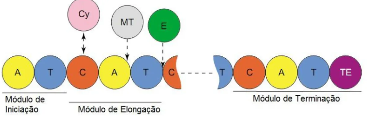 Figura 3  –  Representação esquemática da Peptídeo sintase não-ribossomal (CHALLIS; NAISMITH, 2004)  A: Domínio de Adenilação 