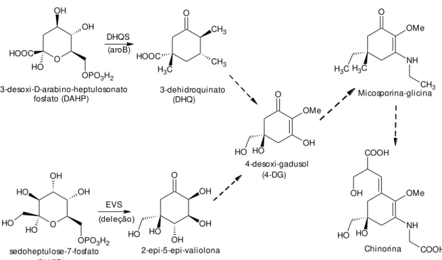 Figura 12: Vias redundantes da biossíntese de chinorina (SPENCE et al., 2012) 