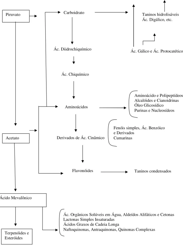 Figura 1. Rotas prováveis de síntese de alguns grupos de aleloquímicos. (Fonte: REZENDE et  al., 2000) Acetato Piruvato  Ácido Mevalônico Terpenóides e Esteróides  Carboidrato  Ác
