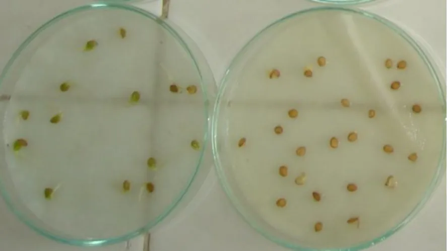 Figura  8.  Germinação  de  sementes  de  Mimosa  pudica  (testemunha  à  esquerda e tratamento com extrato das raízes de A