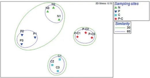 Figure 4. NMDS ordination of sampling sites (N: no plant and crab, P: plants, C: crabs and P-C: plants and crabs) in terms of the microphytobenthic  community composition.