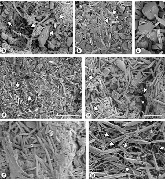 Figure 5. SEM images showing the assemblage of the four sampling sites in Bahia Blanca Estuary (Argentina)