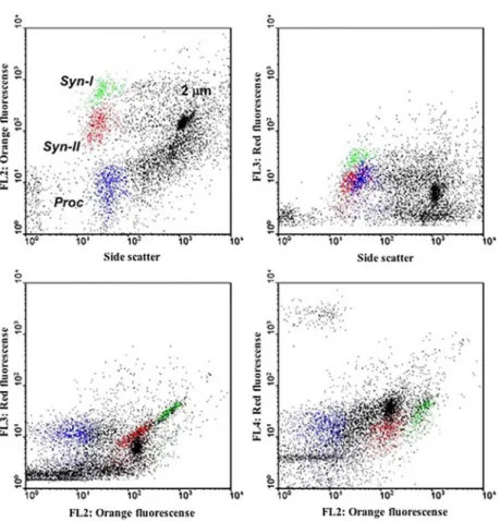 Figure 1. Flow cytometric signatures of the Prochlorococcus (Proc) and Synechococcus (Syn-I and Syn-II) populations of the station 21 (B6)