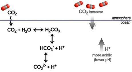 Figure 1. Marine carbonate system basic equilibrium. Schematic representation of the CO 2  air-sea exchange and the basic equilibriums of the  marine carbonate system in seawater.