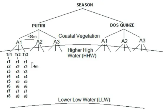 Figure 2. Sampling design showing the positions of three areas sampled alongshore in each beach with three random tran- tran-sects and across-shore replicates at every 4 meters between the higher high water mark and the lower low water mark