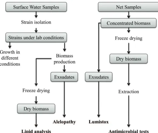 Figure 1. General scheme of methodological procedures used in samples obtained from A