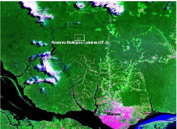 Figura 1 – Imagem da área de estudo, Reserva Biológica do Cuieiras (dentro do retângulo)  de floresta tropical (Manaus-Am)