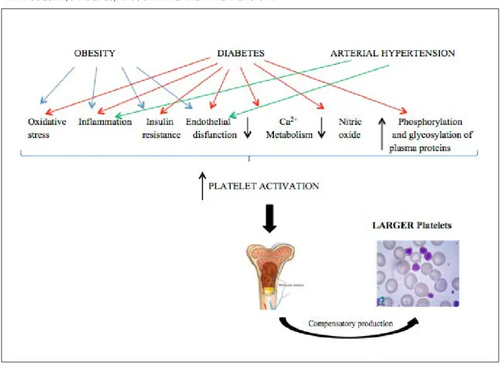 FIGURE 1 - SCHEME OF BONE MARROW COMPENSATORY PRODUCTION OF LARGER PLATELETS IN INDIVIDUALS  WITH OBESITY, DIABETES, AND/OR ARTERIAL HYPERTENSION.
