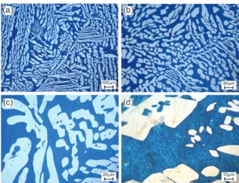 Figure 2 shows the SSS ASTM A995M Gr.5A in the  polished state prior to any surface attack, showing a typical  microstructure of an austenitic-ferritic matrix