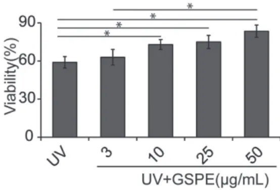 Figure 2. Chemo-protective effect of GSPE against UV exposure. Cells  were treated with different concentrations of GSPE (i.e., 3, 10, 25,  50 µg mL -1 ) for 12 h, and then treated with UV light (6 mW cm -2  for  15 min)