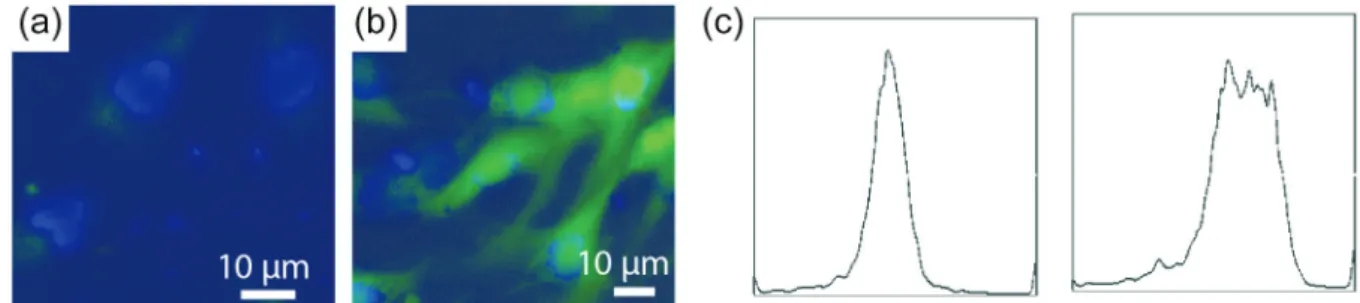 Figure 4. Carboxyl H2 DCFDA staining and flow cytometry for assessing the impact of GSPE on the UV-induced oxidative stress
