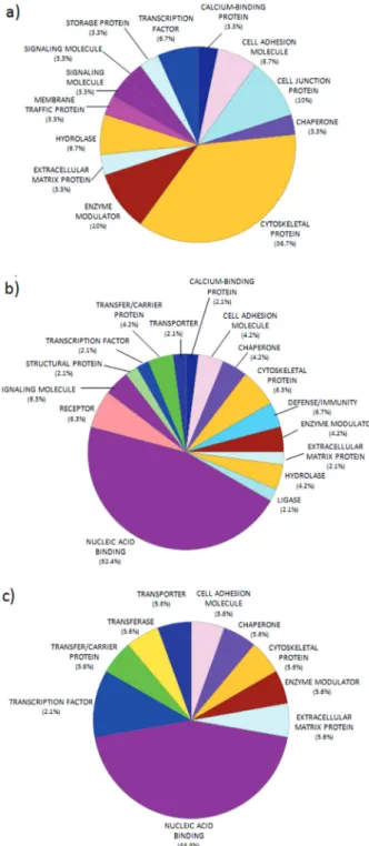 Figure 2. Pie diagram of the distribution of protein functions in the  (a) healthy skeletal muscle, (b) primary tumor, and (c) metastatic tumor,  according to their molecular functions as determined using PANTHER.