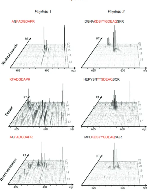 Figure 3. Differences of the β-actin levels evaluated for MS/MS spectra of two specific peptides present in all tissues